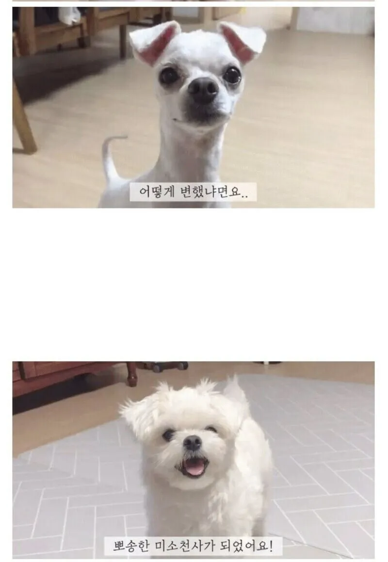 안락사 대상인 유기견