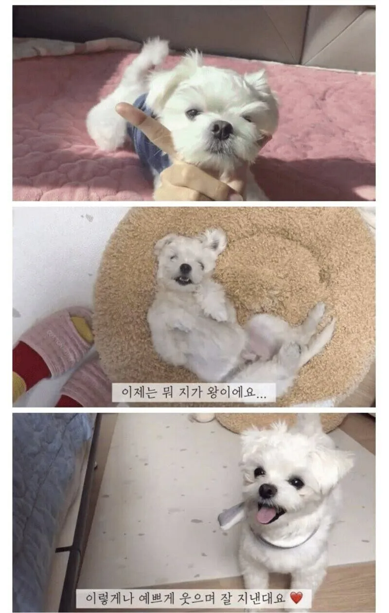 안락사 대상인 유기견