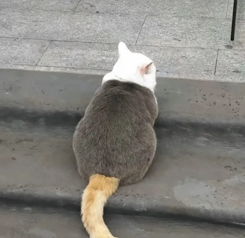 얘도 삼색고양이임