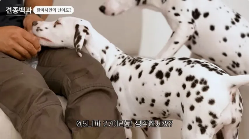 유튜브 개통령도 키우지 말라고 하는 개.jpg