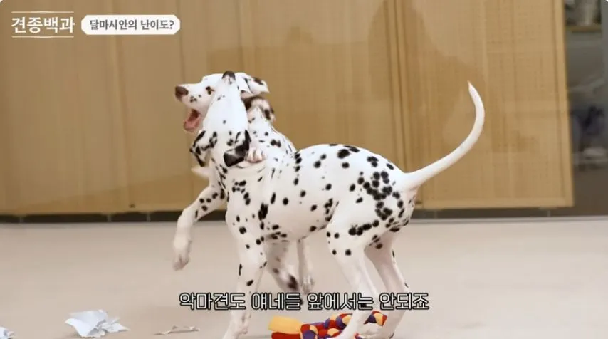 유튜브 개통령도 키우지 말라고 하는 개.jpg