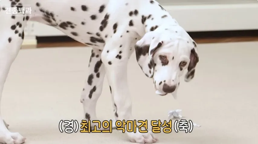 유튜브 개통령도 키우지 말라고 하는 개.jpg