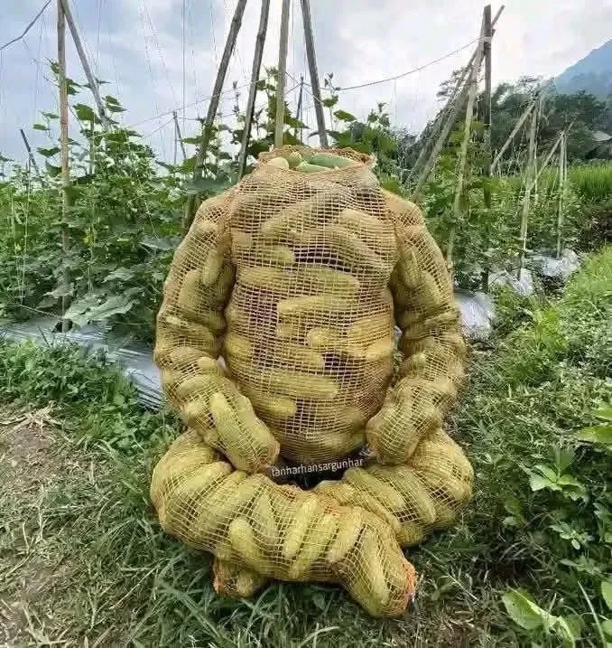 누가 오이를 이런 망에 ㄷ ㄷ ㄷ