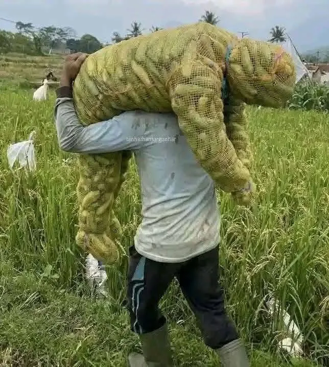 누가 오이를 이런 망에 ㄷ ㄷ ㄷ