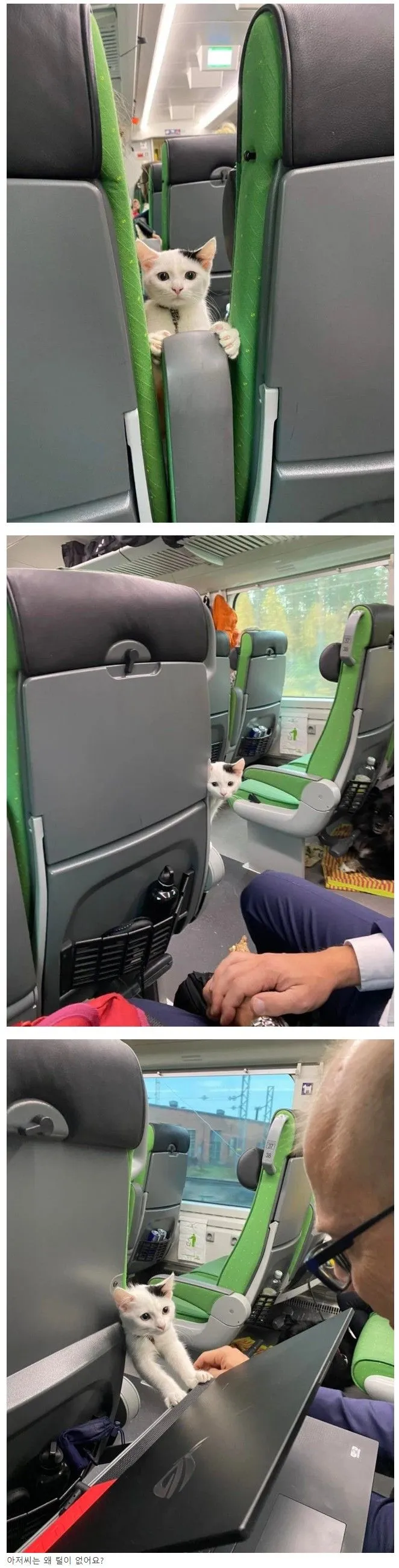 뒷자리 아저씨한테 관심 많은 고양이