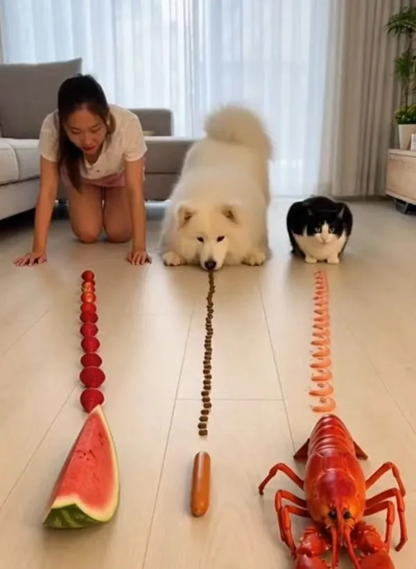 인간과 강아지 고양이의 대결.