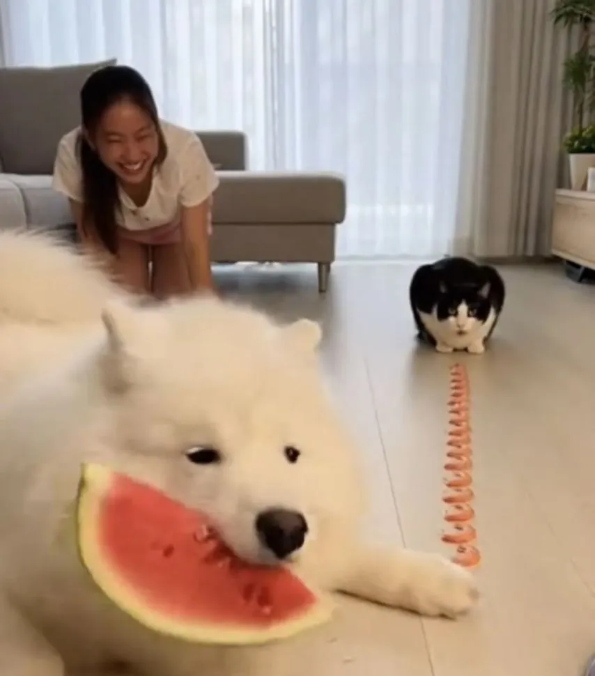 인간과 강아지 고양이의 대결.