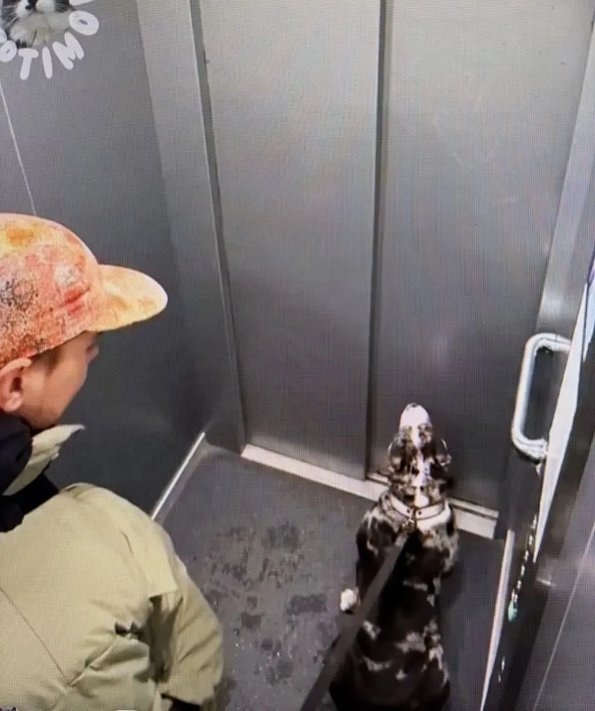 엘리베이터와 강아지