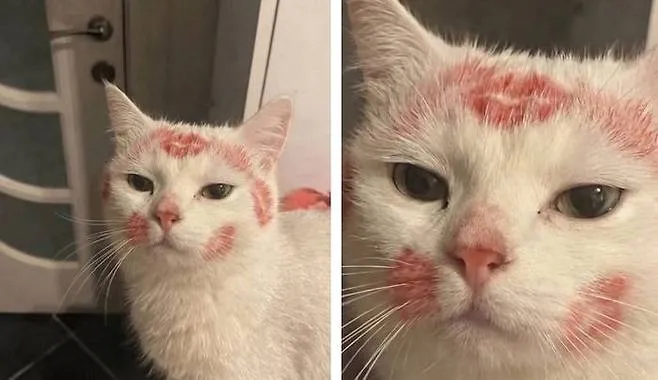 누나가 술 취해 들어온 다음날  고양이.