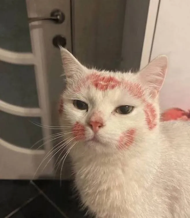 누나가 술 취해 들어온 다음날  고양이.