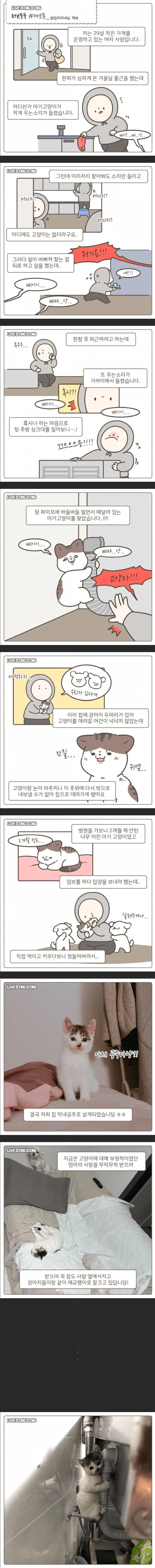 가게 주방 싱크대에서 구조된 고양이.jpg