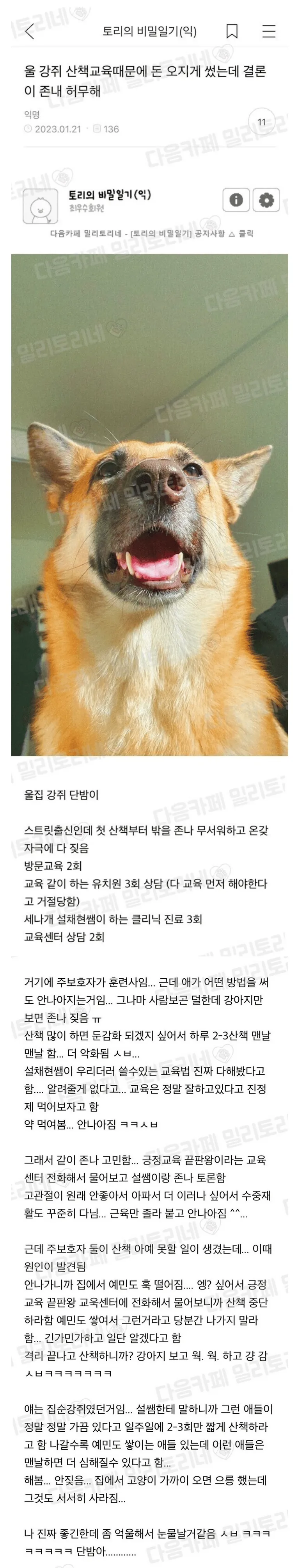 강아지 산책 교육에 돈 많이 쓴 견주 결말 ㄷㄷㄷ