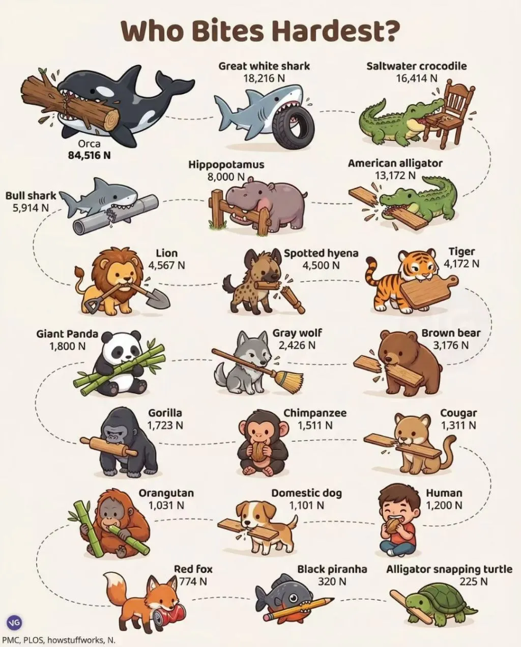 앙! 무는 힘이 쎈 동물 순위