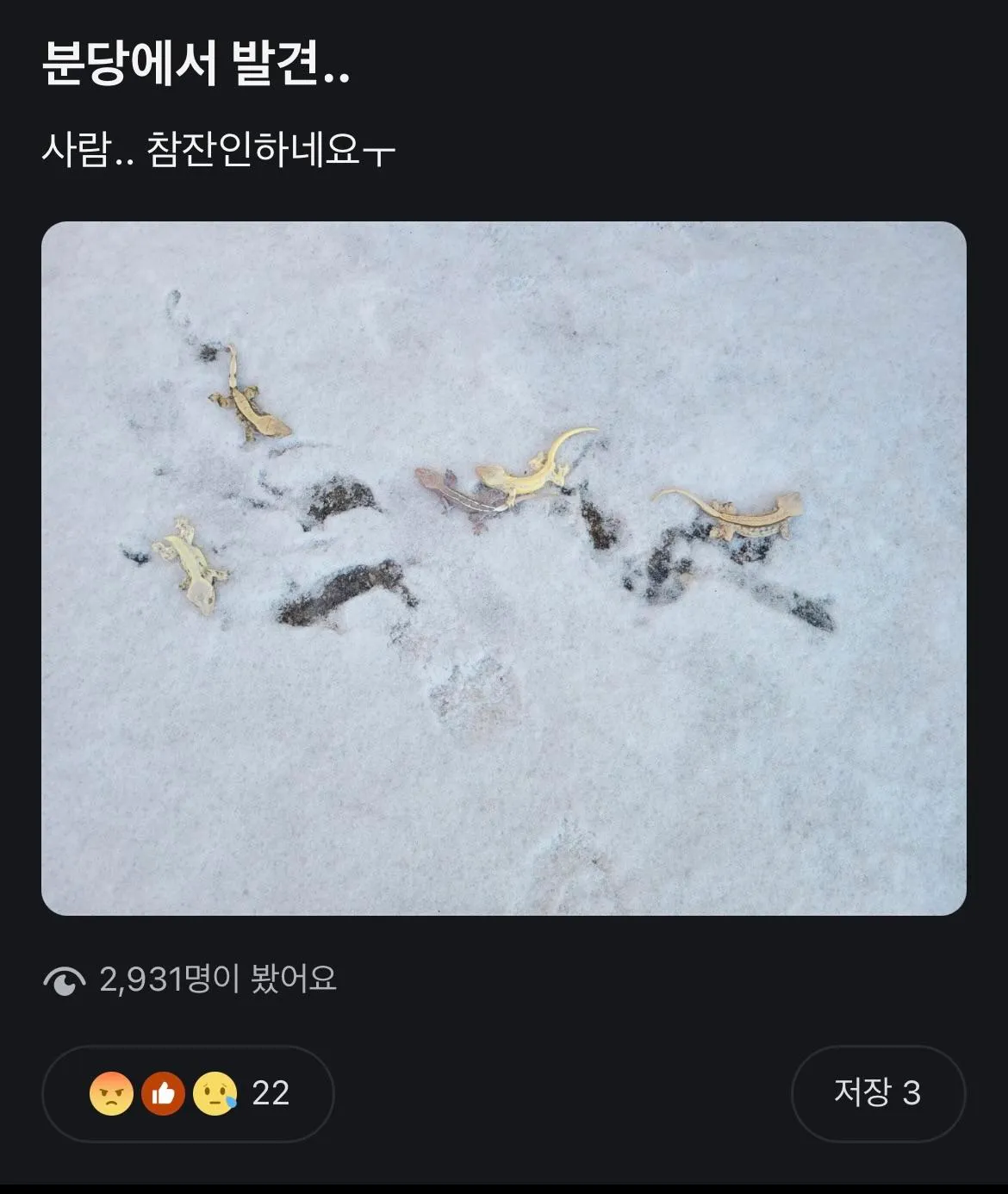 길 바닥에 버려진채 얼어죽은 도마뱀들