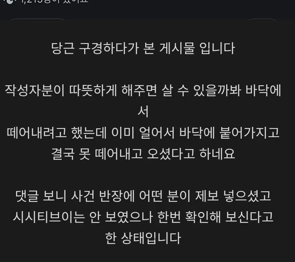 길 바닥에 버려진채 얼어죽은 도마뱀들