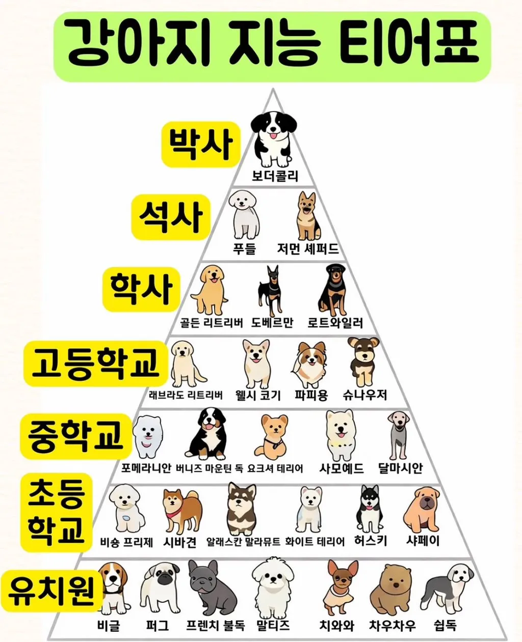 강아지 지능 티어표