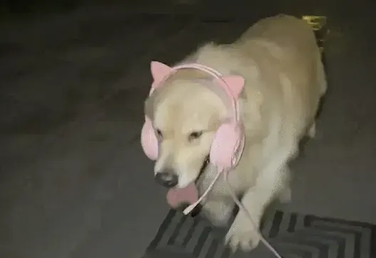 산책 중 리드줄이 끊어지자 주인이 꺼낸 물건.