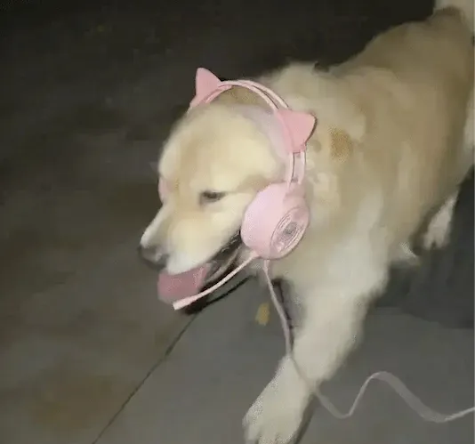 산책 중 리드줄이 끊어지자 주인이 꺼낸 물건.