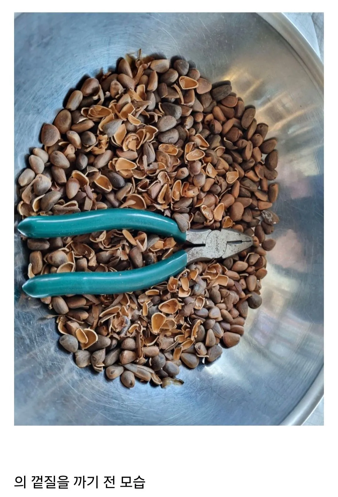 요즘 사람들은 의외로 잘 모르는 잣 본래 모습