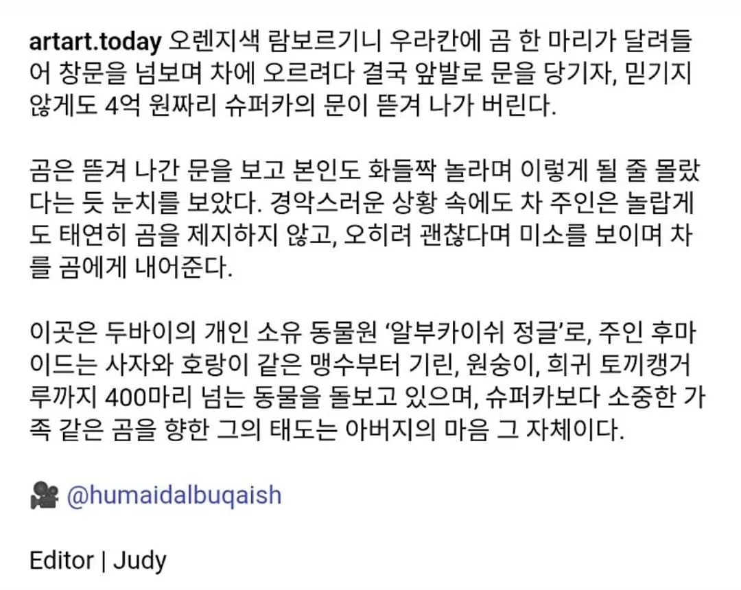 람보르기니 찢어버린 곰.gif