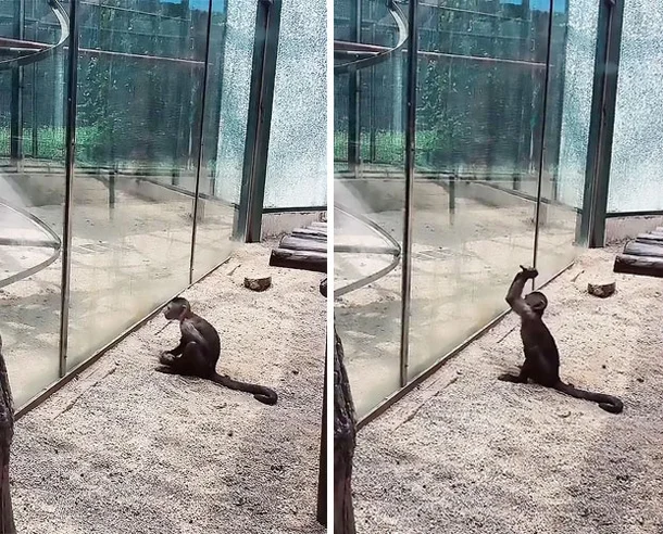 석기시대에 돌입한 원숭이의 무서운 점