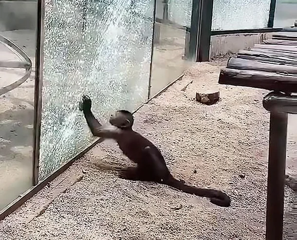 석기시대에 돌입한 원숭이의 무서운 점