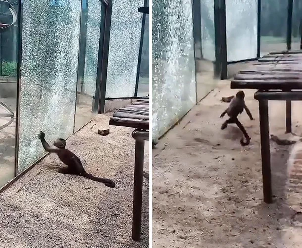 석기시대에 돌입한 원숭이의 무서운 점