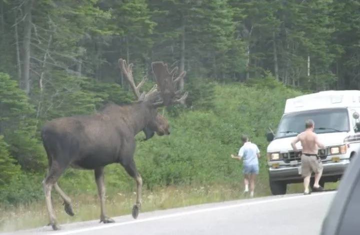 무스가 무서워 도망가는 곰
