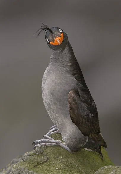 의외로 실제로 존재하는 생물