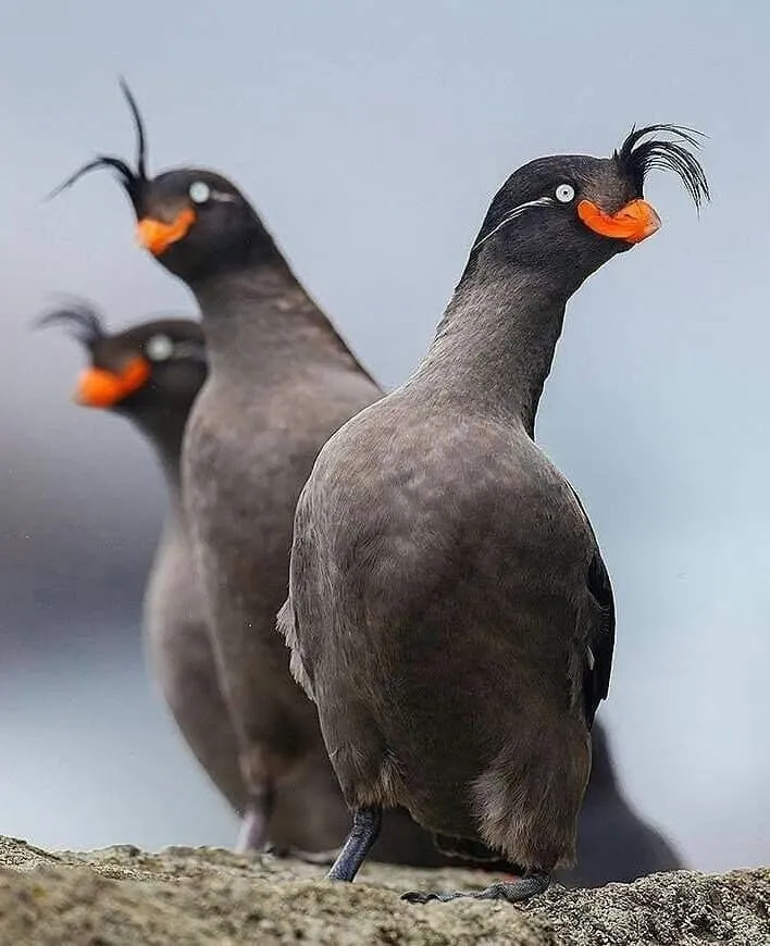 의외로 실제로 존재하는 생물