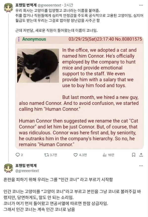 코너라는 이름을 가진 회사 고양이