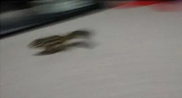 키우는 다람쥐 사진 인증