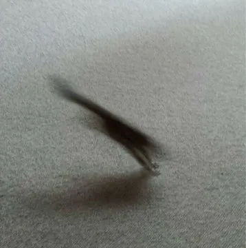 키우는 다람쥐 사진 인증