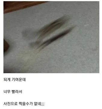 키우는 다람쥐 사진 인증