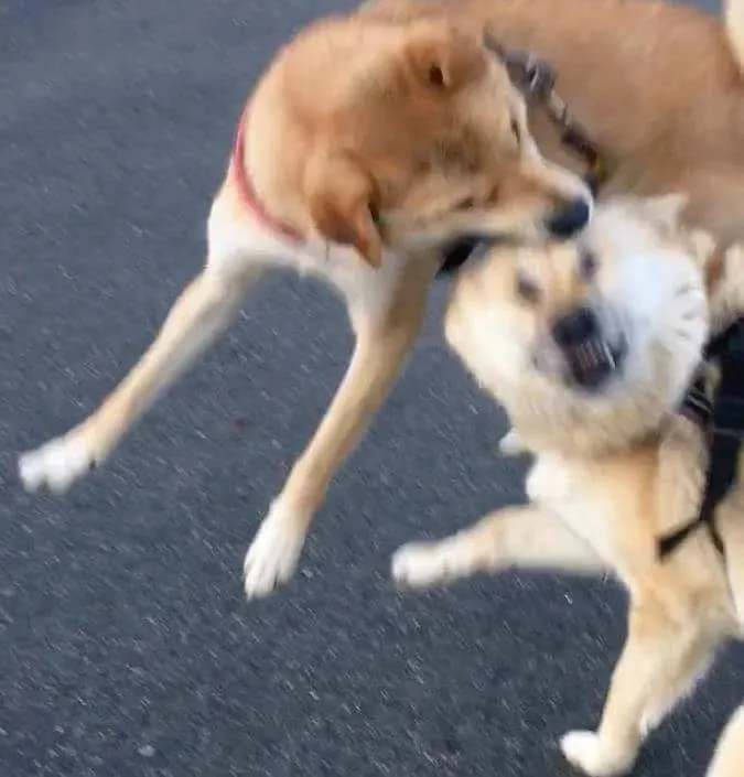 역동적인 개싸움.jpg