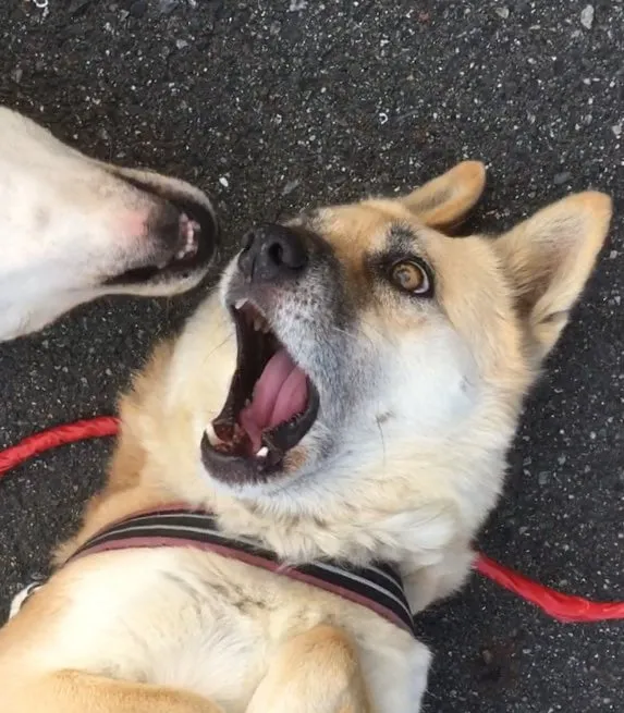 역동적인 개싸움.jpg