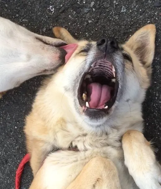 역동적인 개싸움.jpg