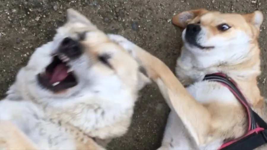 역동적인 개싸움.jpg