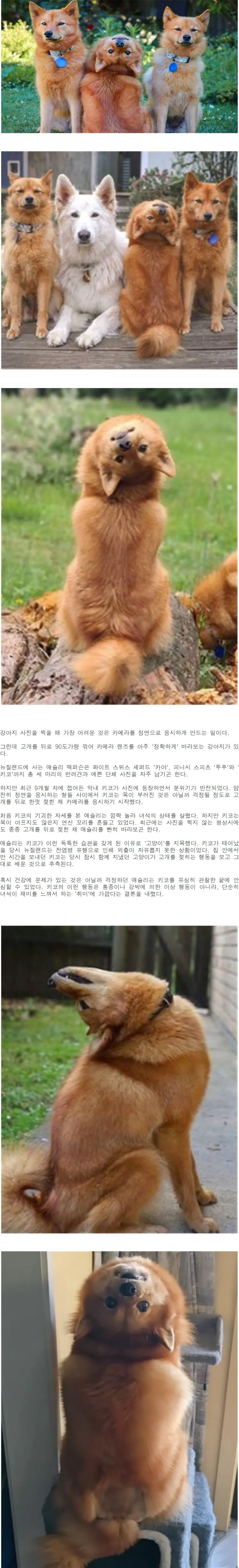 목 부러진 줄. 사진 찍을 때마다 고개 젖히는 강아지.