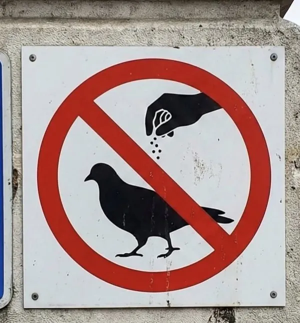 비둘기 밑간 해서 먹지 마세요 jpg