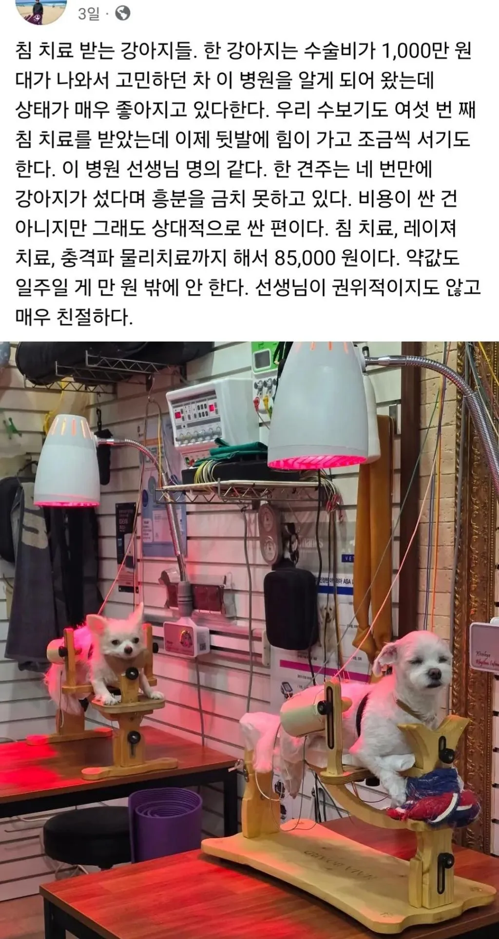 한의원에서 침 치료 받는 강아지들.jpg