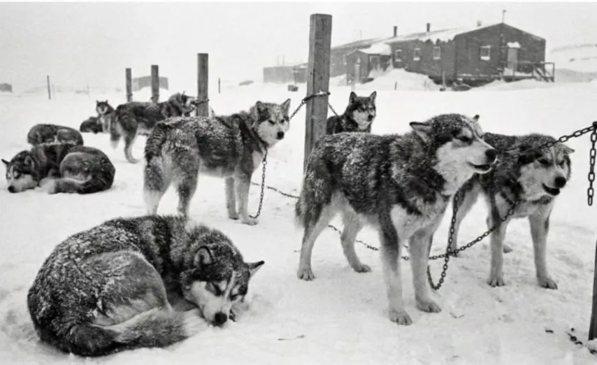 일본이 남극에 버리고간 15마리의 개들