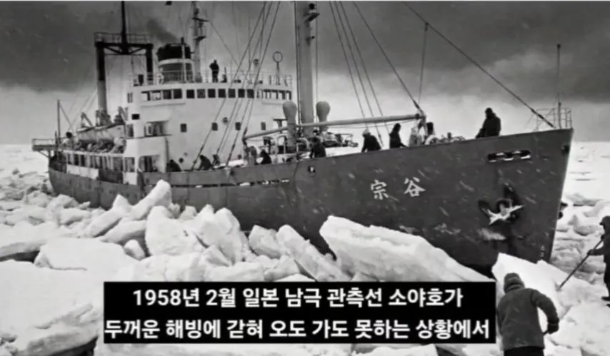 일본이 남극에 버리고간 15마리의 개들