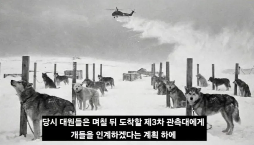 일본이 남극에 버리고간 15마리의 개들