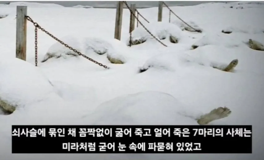 일본이 남극에 버리고간 15마리의 개들