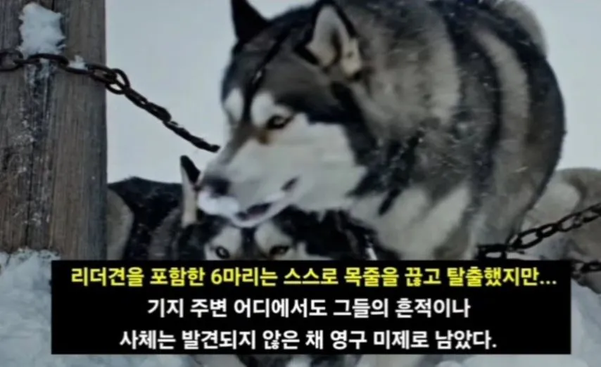 일본이 남극에 버리고간 15마리의 개들