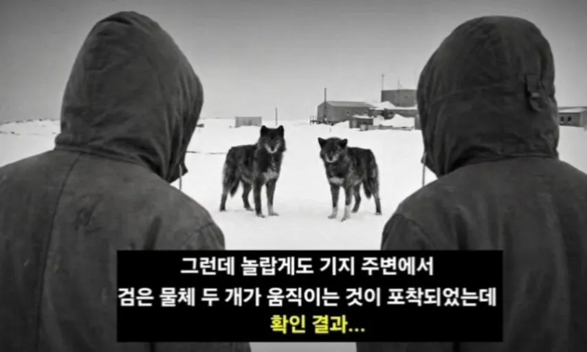 일본이 남극에 버리고간 15마리의 개들