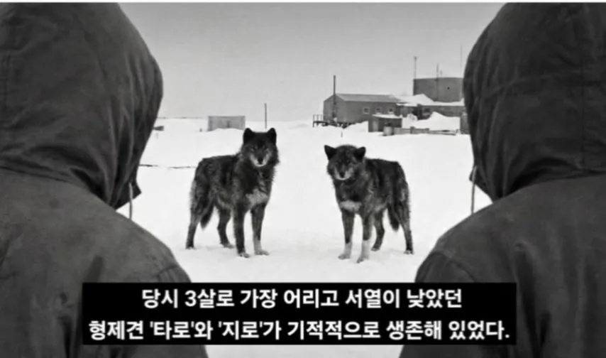 일본이 남극에 버리고간 15마리의 개들
