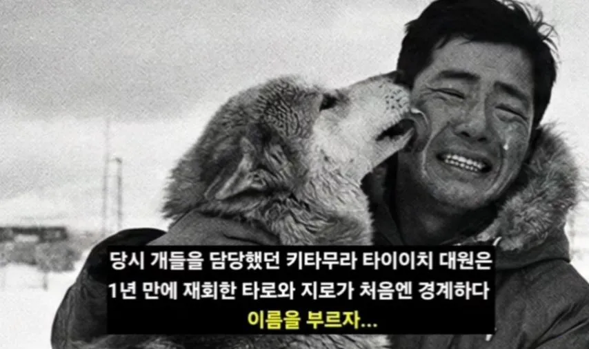 일본이 남극에 버리고간 15마리의 개들