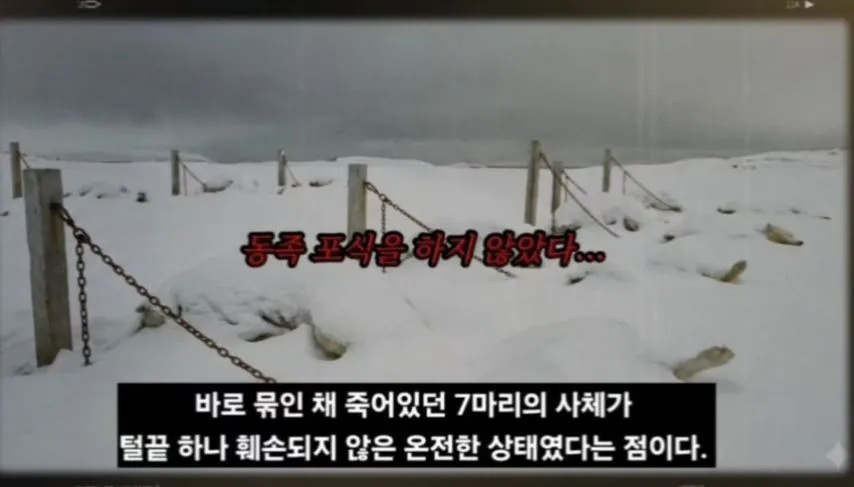 일본이 남극에 버리고간 15마리의 개들